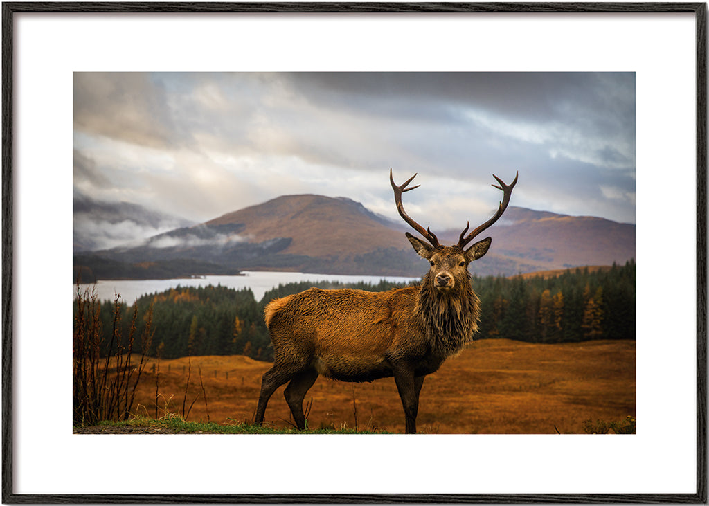 Scottish Stag