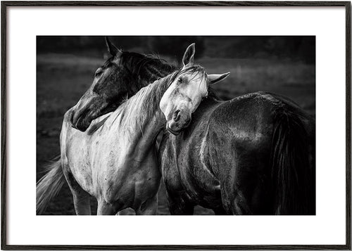 Fotografia de cavalos em gesto íntimo
