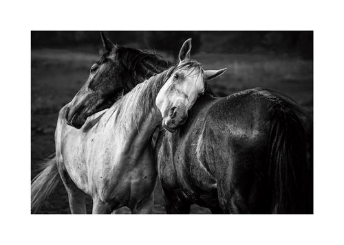 Fotografia de cavalos em gesto íntimo