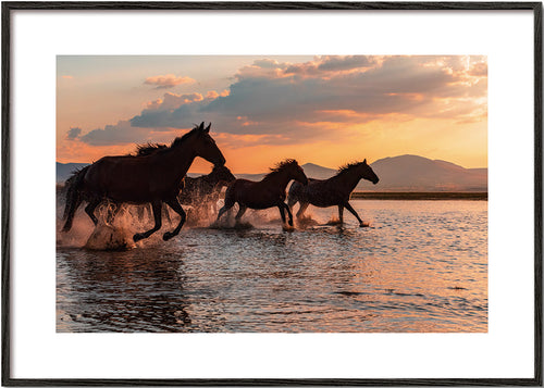 Obra cavalos a correr na água ao pôr do sol