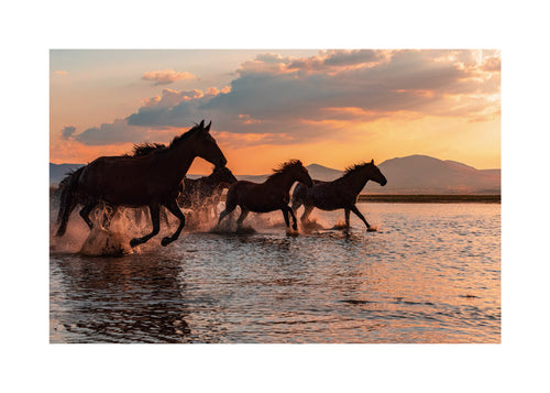 Obra cavalos a correr na água ao pôr do sol
