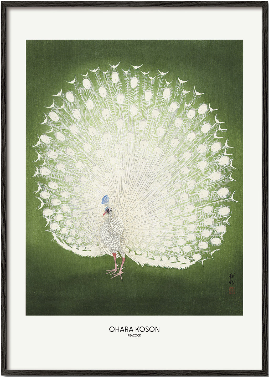 Peacock - Wide