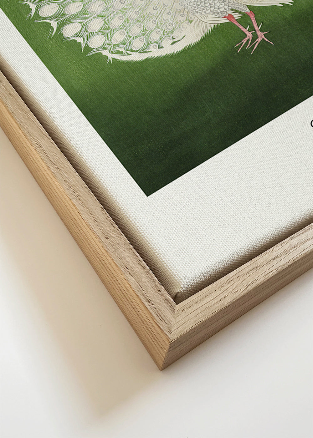 Quadro pavo real branco fundo verde