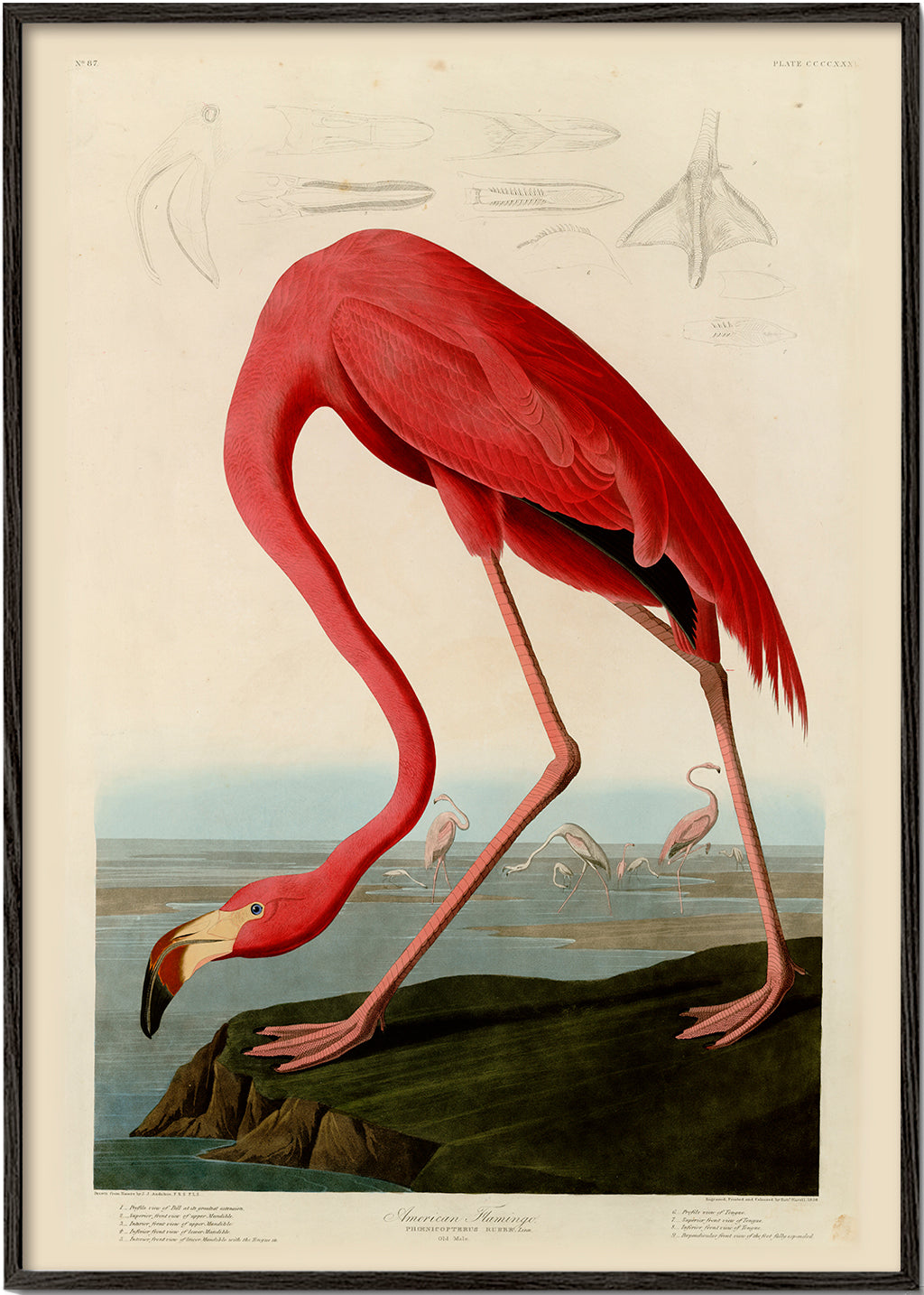 Quadro flamingo vermelho estilo Audubon