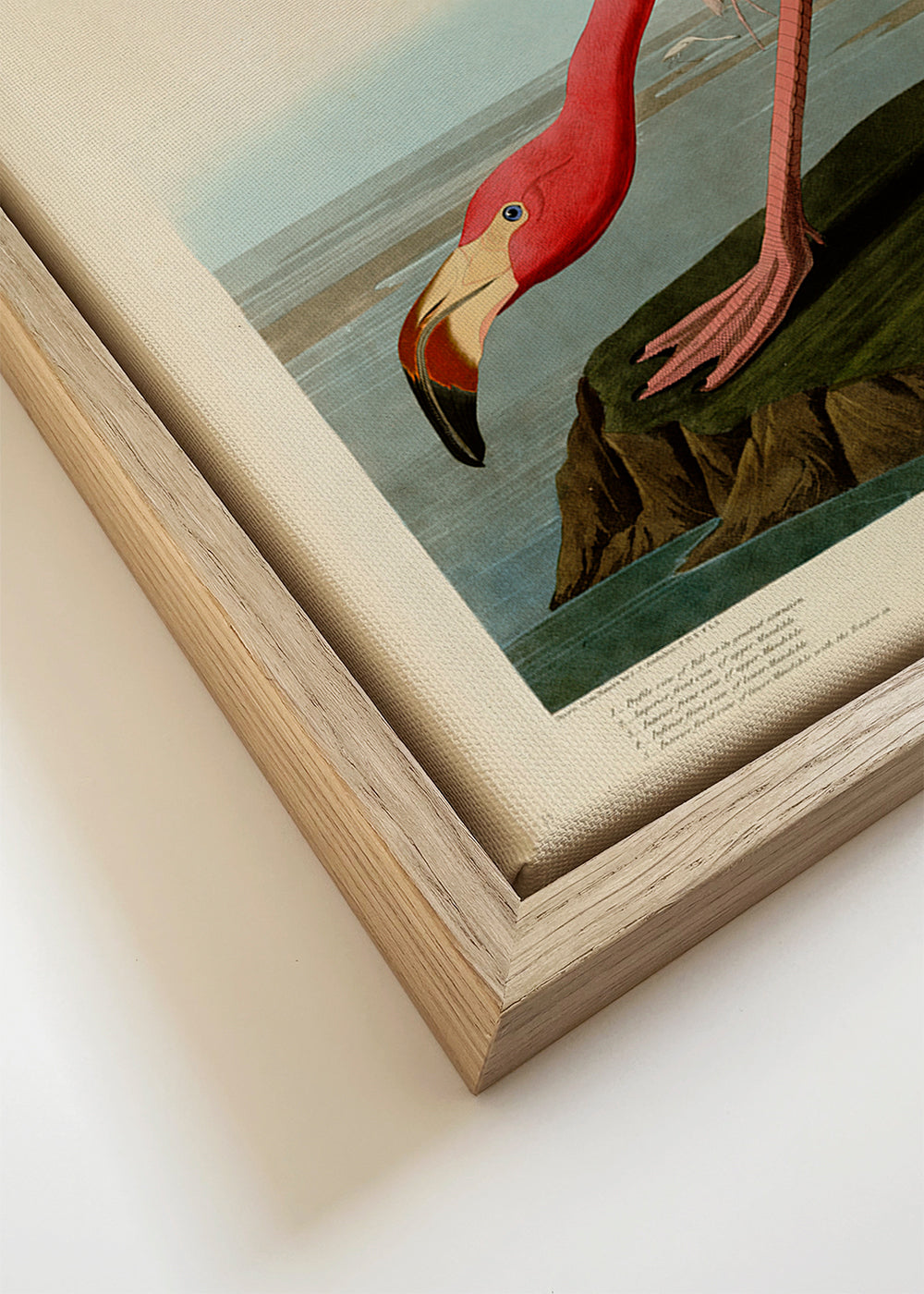 Quadro flamingo vermelho estilo Audubon