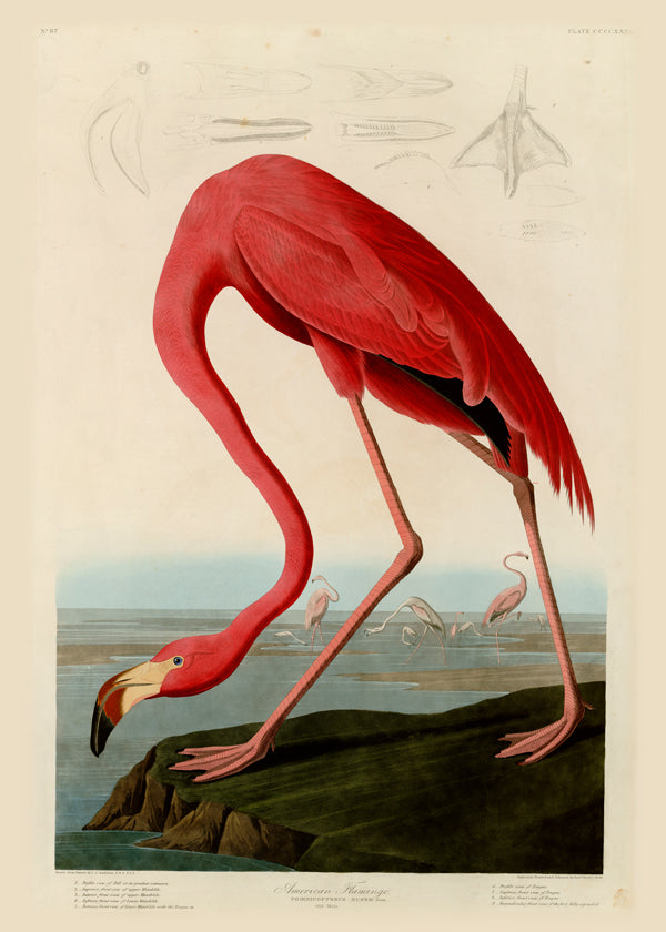 Quadro flamingo vermelho estilo Audubon