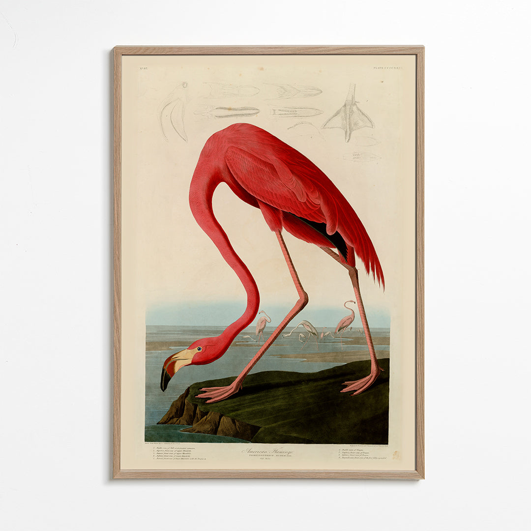 Quadro flamingo vermelho estilo Audubon
