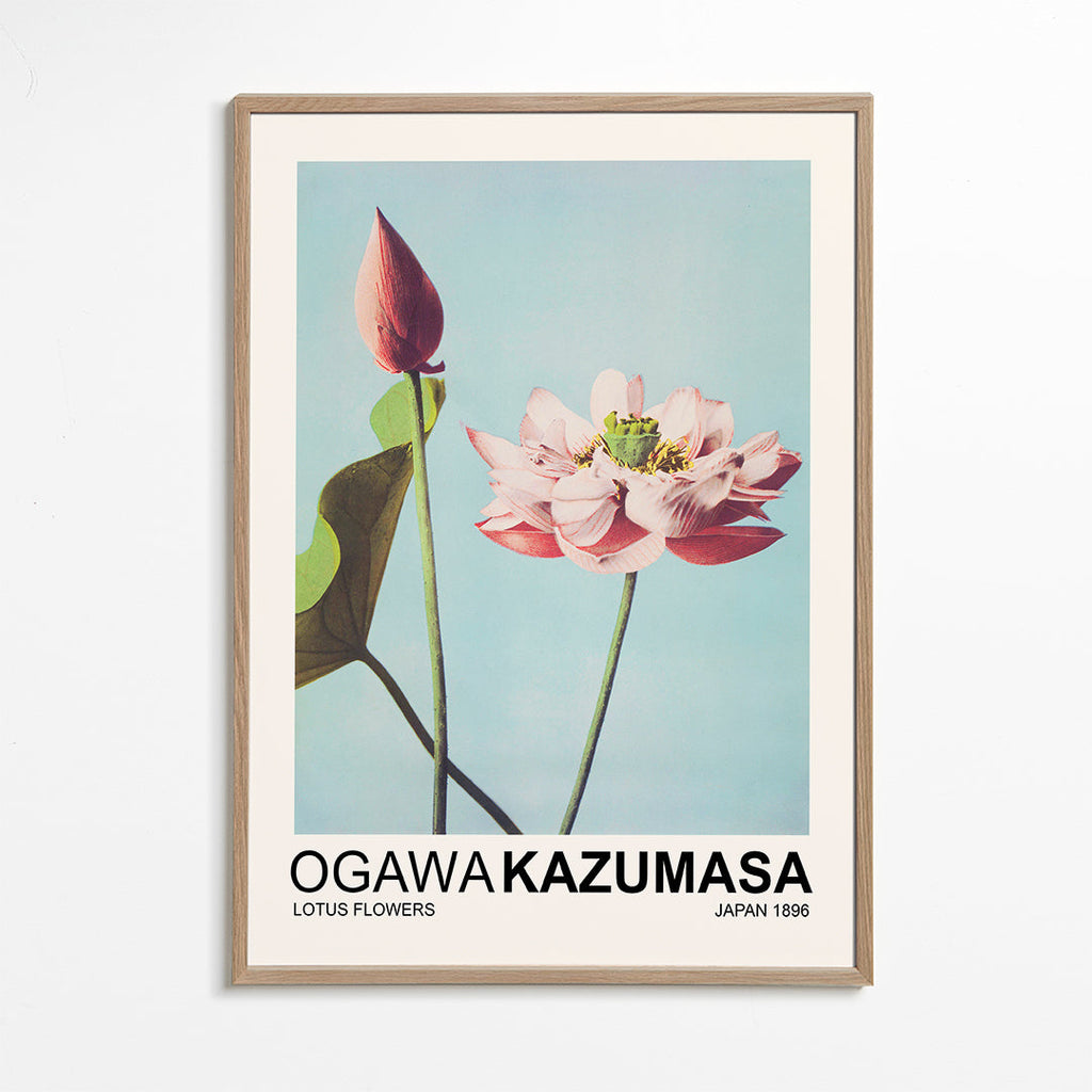 Estampa botânica: lótus rosa sobre céu azul
