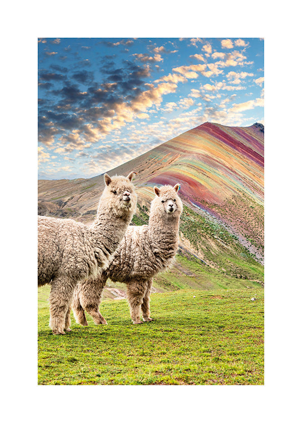 Quadro alpacas na montanha arco-íris
