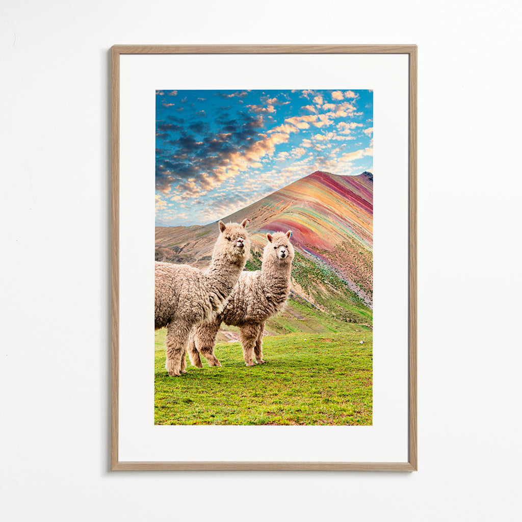 Quadro alpacas na montanha arco-íris – Oak Frame