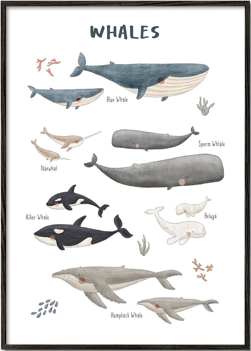 Quadro Baleias ilustradas e didáticas