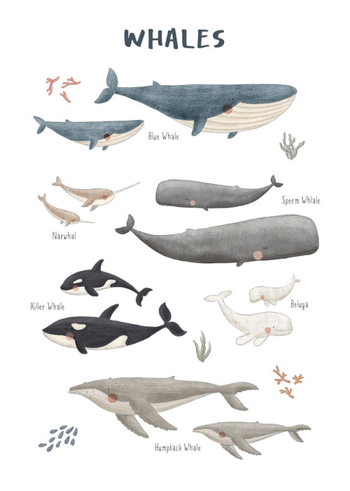 Quadro Baleias ilustradas e didáticas