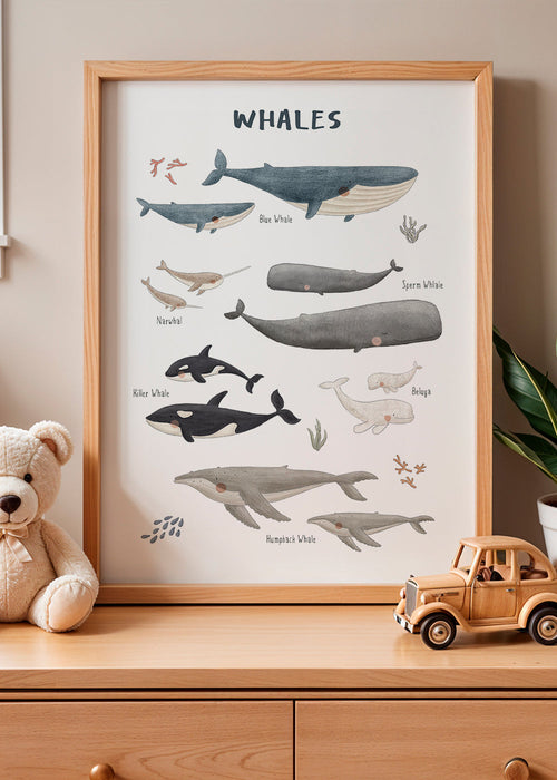 Quadro Baleias ilustradas e didáticas