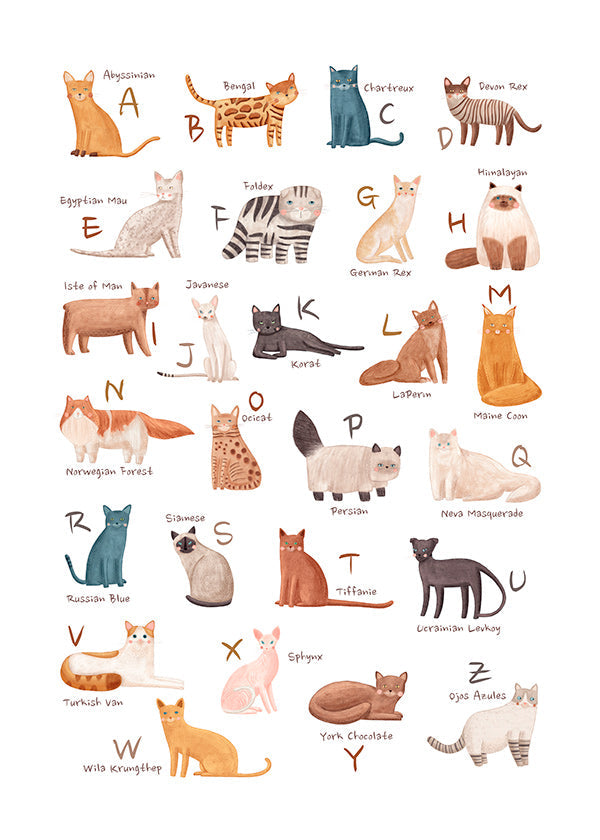 Lâmina infantil: alfabeto de gatos ilustrados