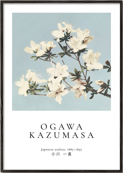 Estampa botânica: azáleas japonesas sobre azul