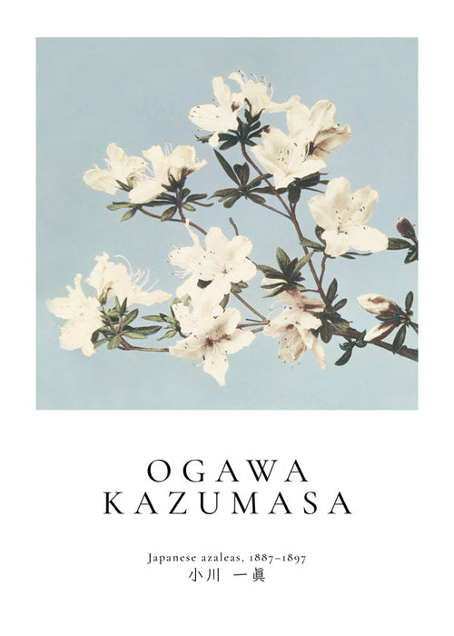 Estampa botânica: azáleas japonesas sobre azul