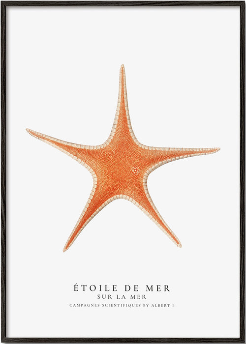 Quadro Estrela-do-mar — ilustração científica minimalista