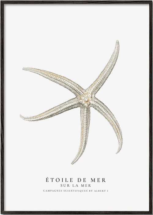 Quadro de estrela-do-mar em estilo científico