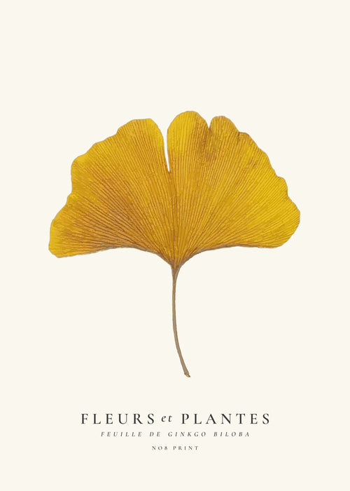Botanical, Fleurs et plantes -Ginkgo biloba leaf - Obra sin marco