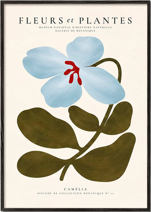 Estampa botânica Camélia azul