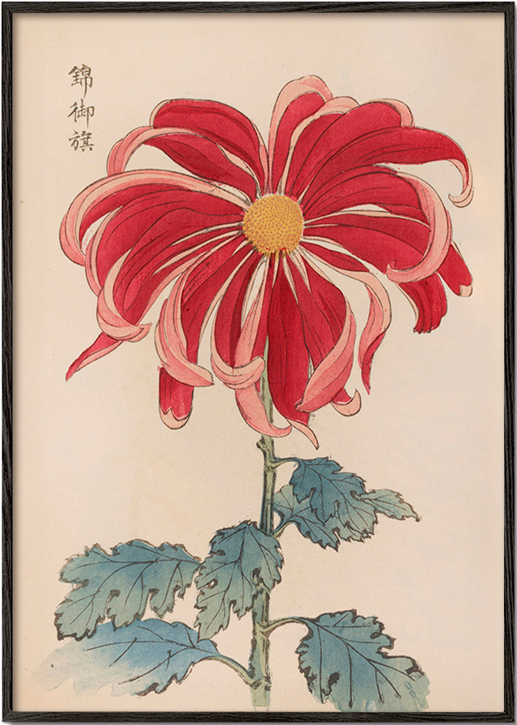 Estampa botânica crisantemo japonês vermelho