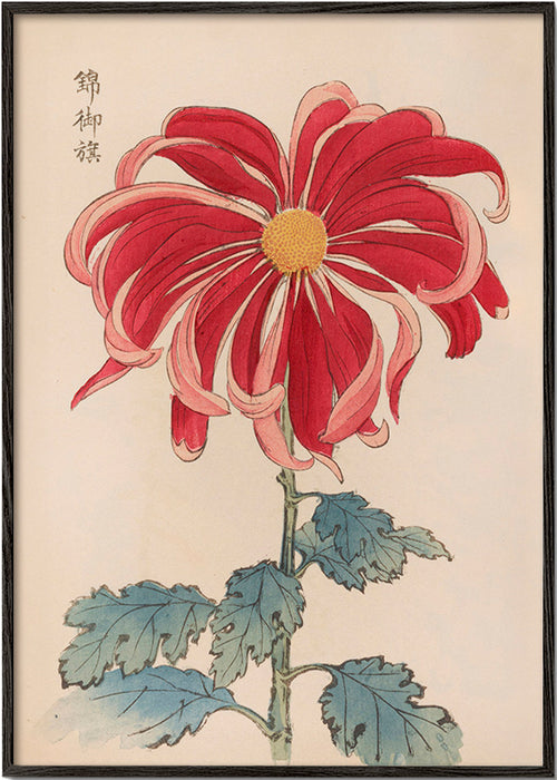 Estampa botânica crisantemo japonês vermelho