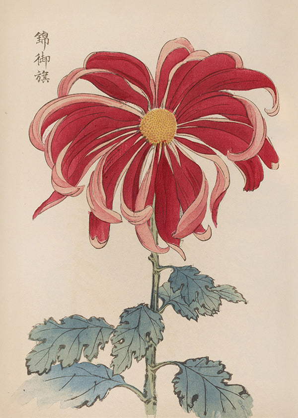 Estampa botânica crisantemo japonês vermelho