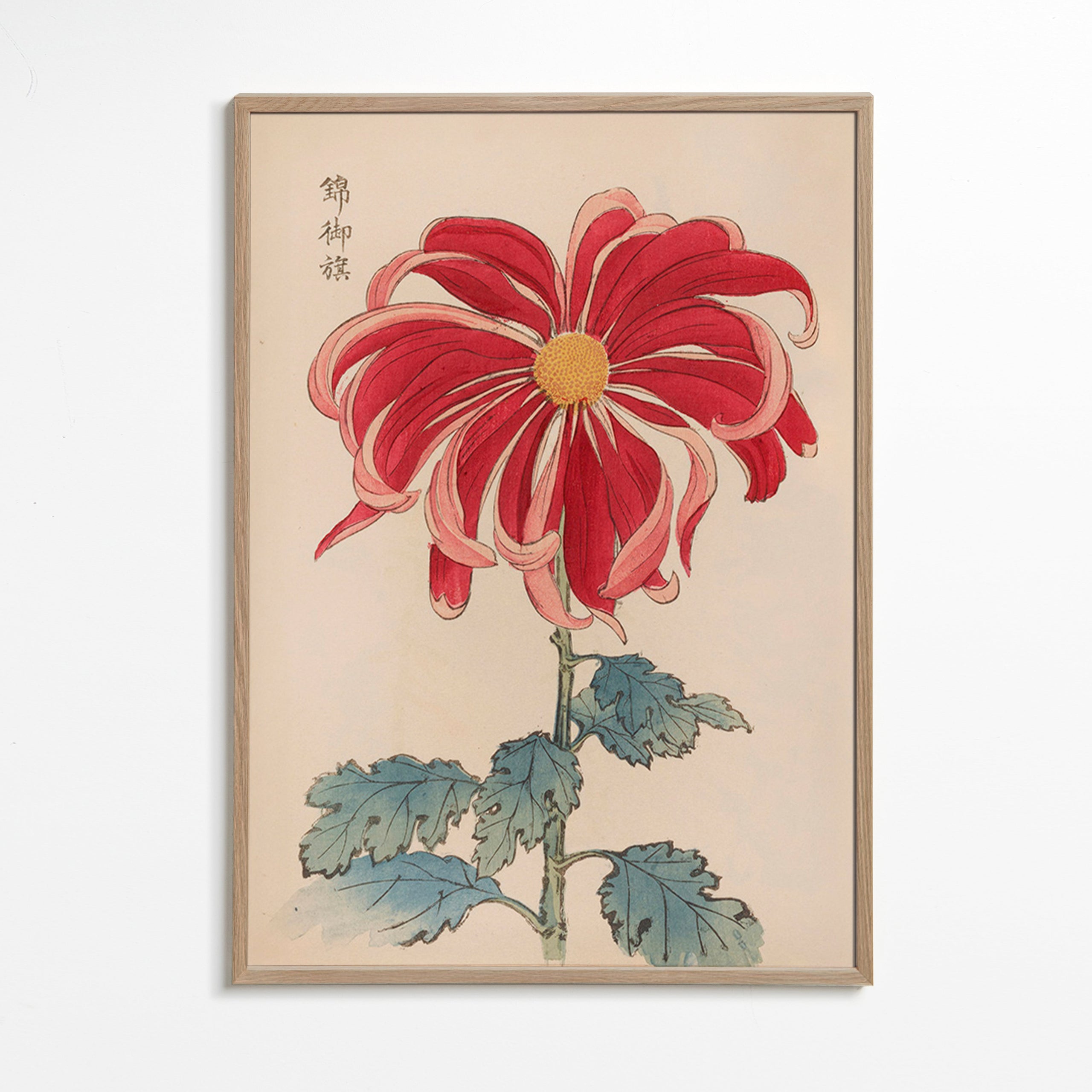 Estampa botânica crisantemo japonês vermelho