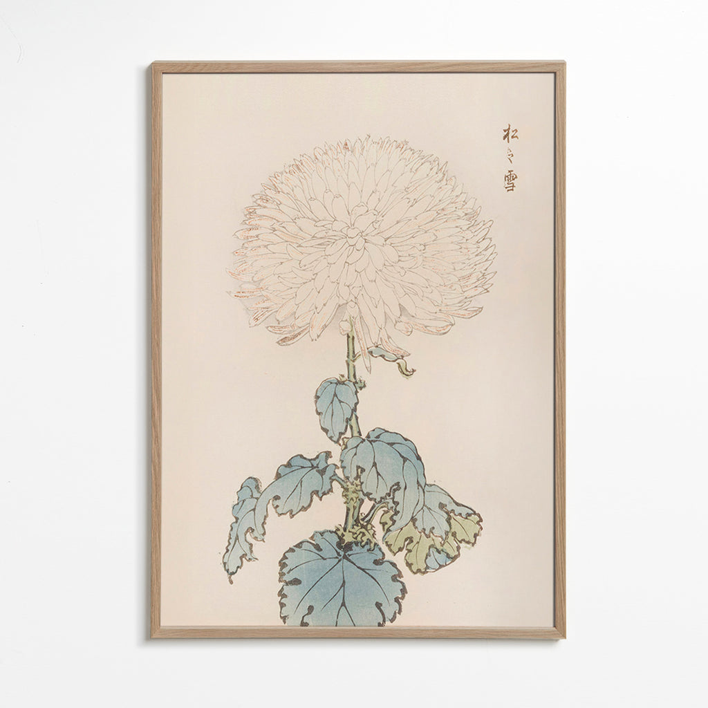 Estampa botânica: crisantemo japonês delicado