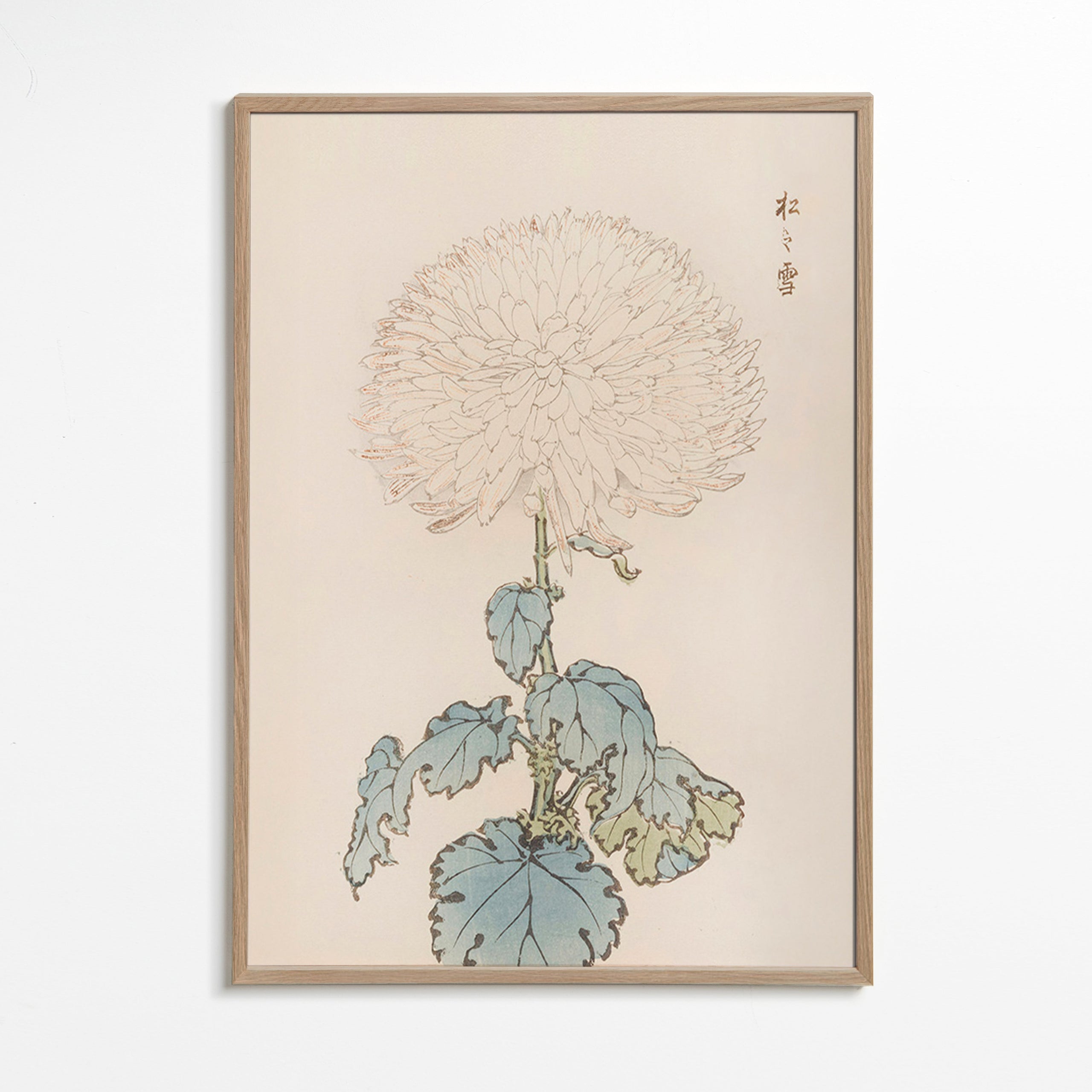 Estampa botânica: crisantemo japonês delicado
