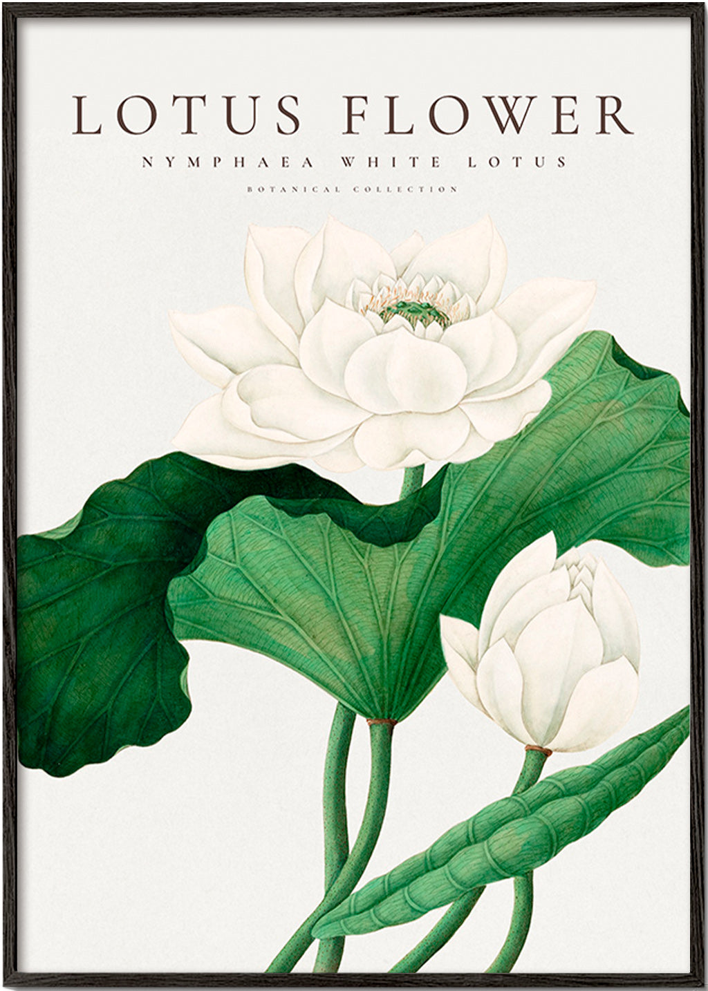 Estampa botânica Lotus branco estudo