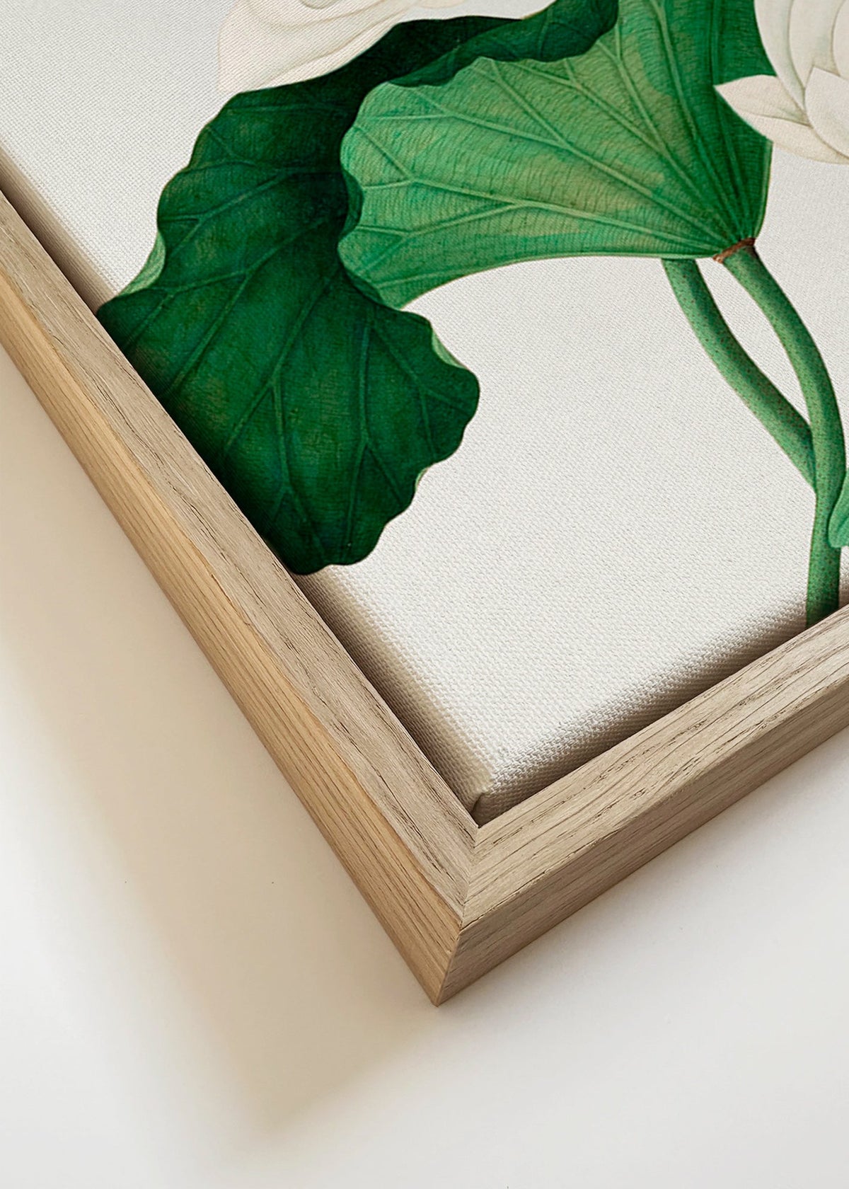 Estampa botânica Lotus branco estudo