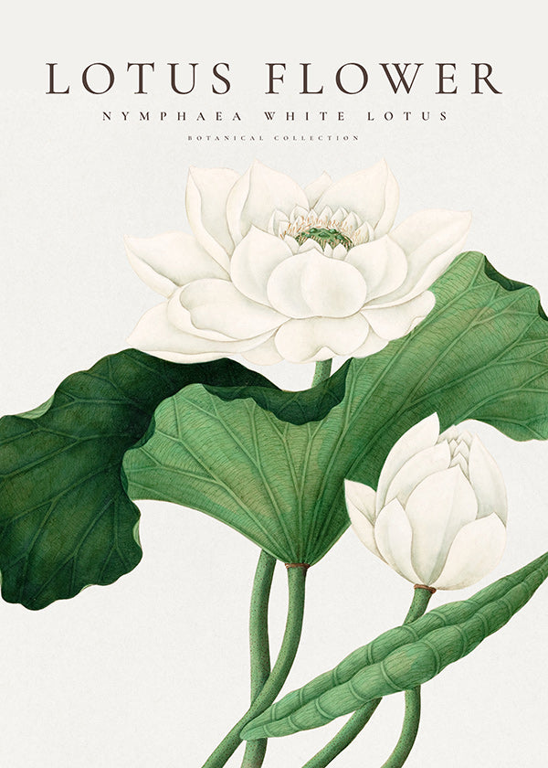 Estampa botânica Lotus branco estudo