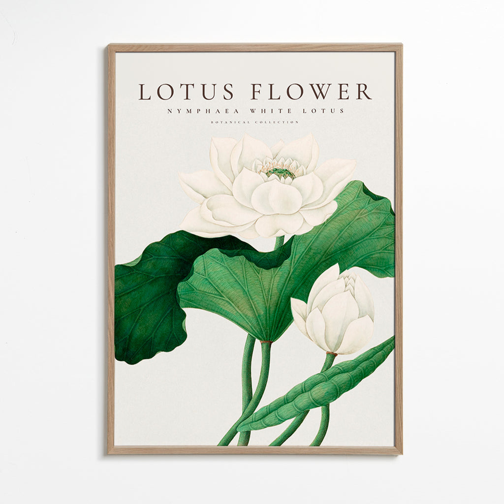 Estampa botânica Lotus branco estudo