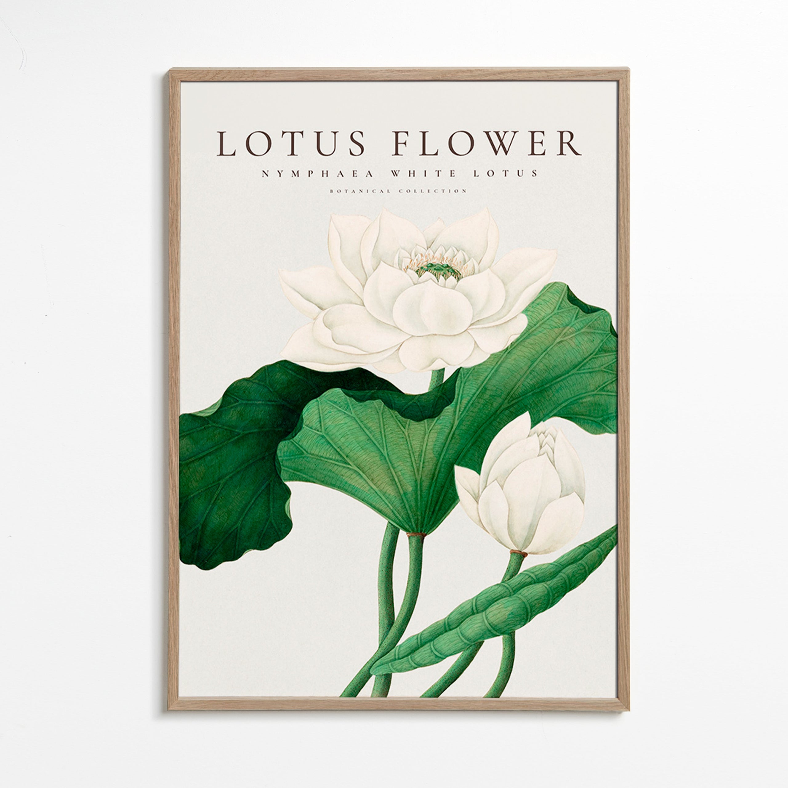 Estampa botânica Lotus branco estudo