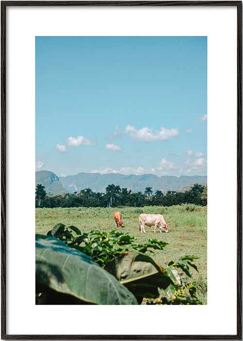 Arte paisagística: campo com vacas e céu amplo