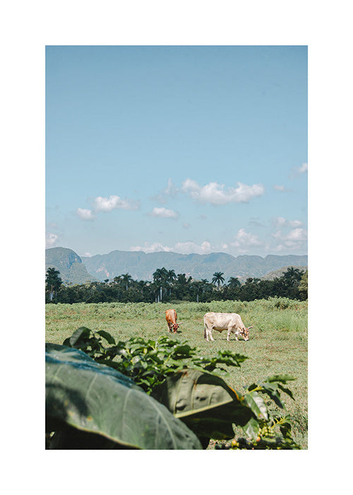 Arte paisagística: campo com vacas e céu amplo