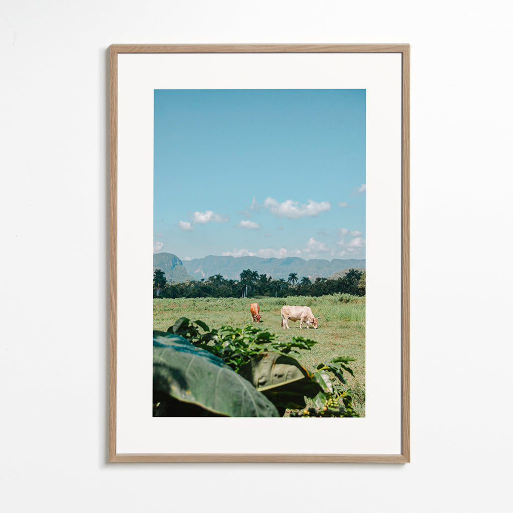 Arte paisagística: campo com vacas e céu amplo
