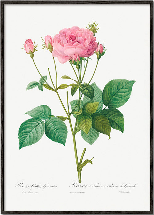 Estampa botânica Rosa Gallica – Black Frame