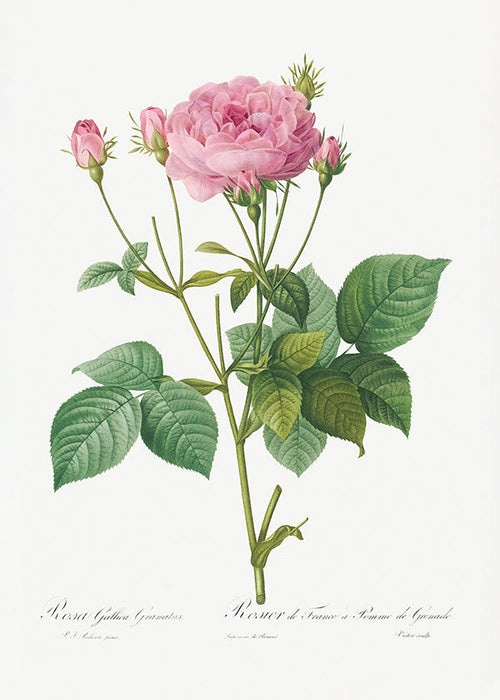 Estampa botânica Rosa Gallica