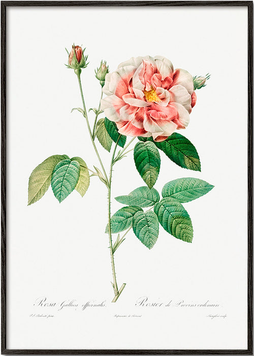 Estampa botânica Rosa Gallica placa científica – Black Frame