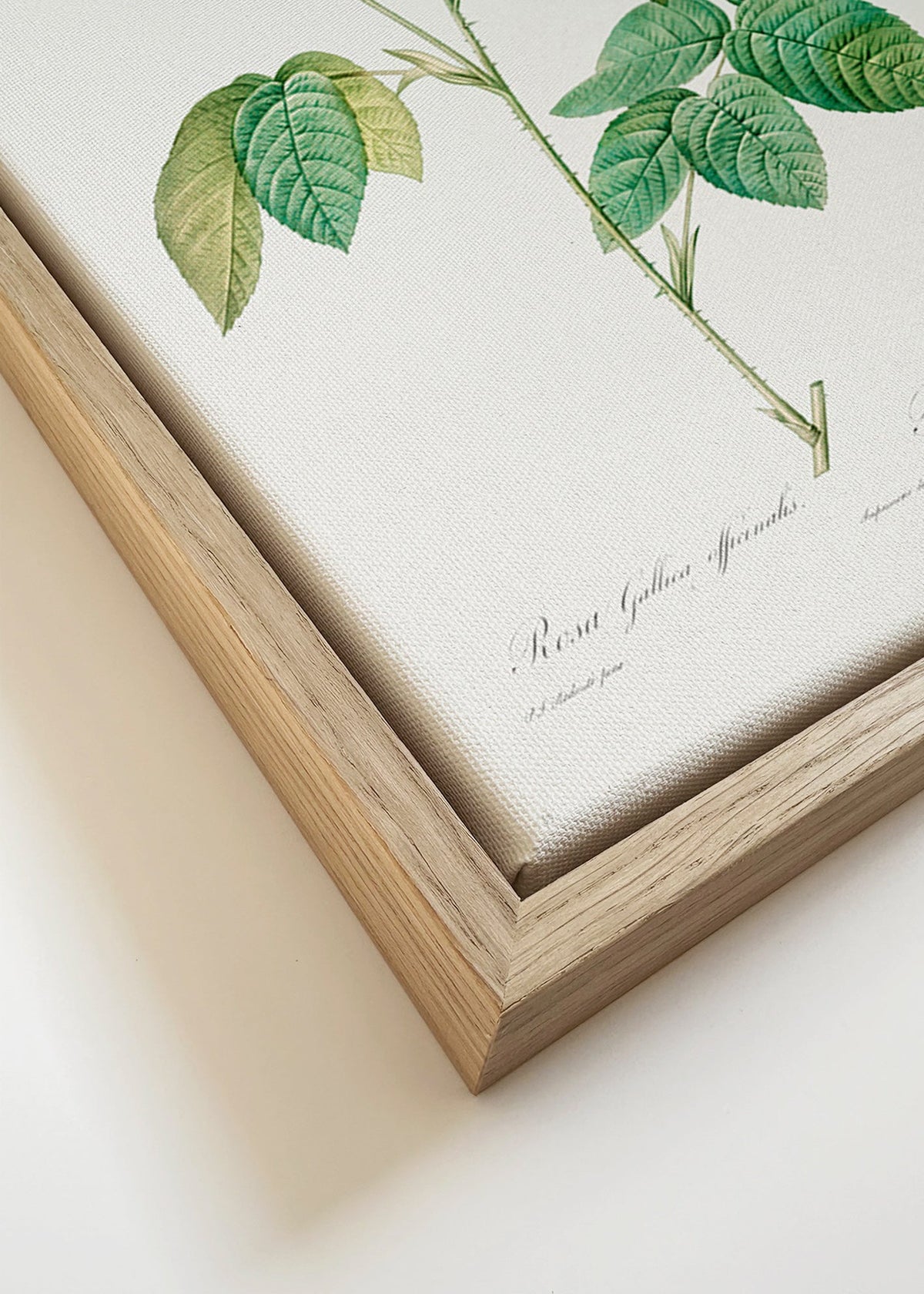 Estampa botânica Rosa Gallica placa científica – Canvas detail