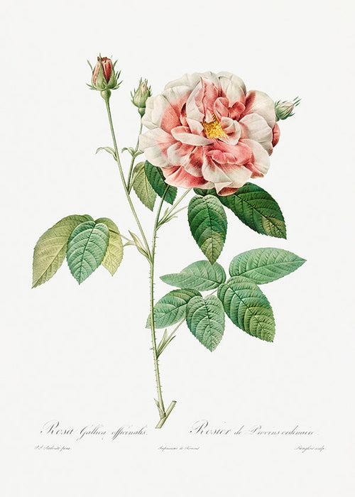 Estampa botânica Rosa Gallica placa científica