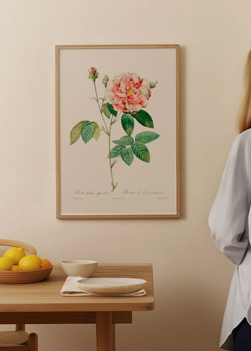 Estampa botânica Rosa Gallica placa científica – Product1
