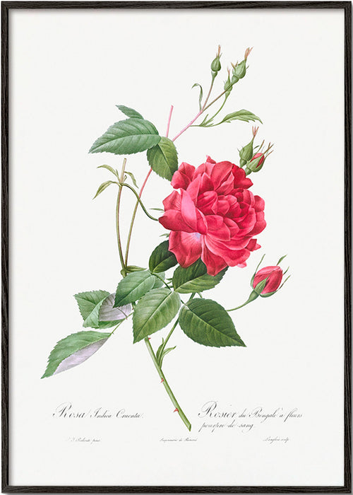 Estampa botânica com rosa vermelha em close – Black Frame