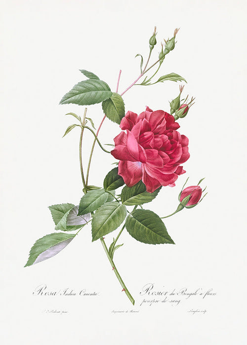 Estampa botânica com rosa vermelha em close