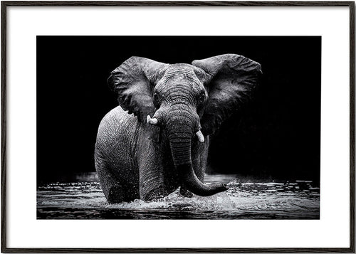 Quadro: retrato de elefante na água a preto e branco – Black Frame