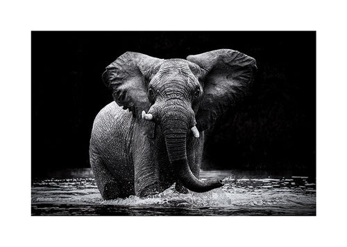 Quadro: retrato de elefante na água a preto e branco