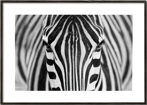 Zebra em close-up – Black Frame