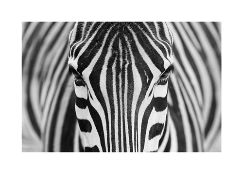 Zebra em close-up